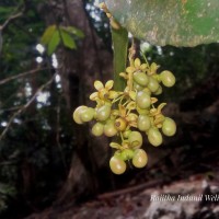 Campylospermum serratum (Gaertn.) Bittrich & M.C.E.Amaral